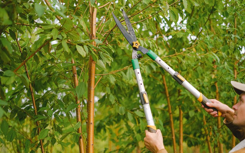 Tree trimming in Turtle Lake, ND
