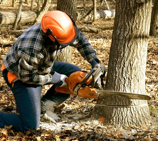 Tree Removal in Turtle Lake, ND